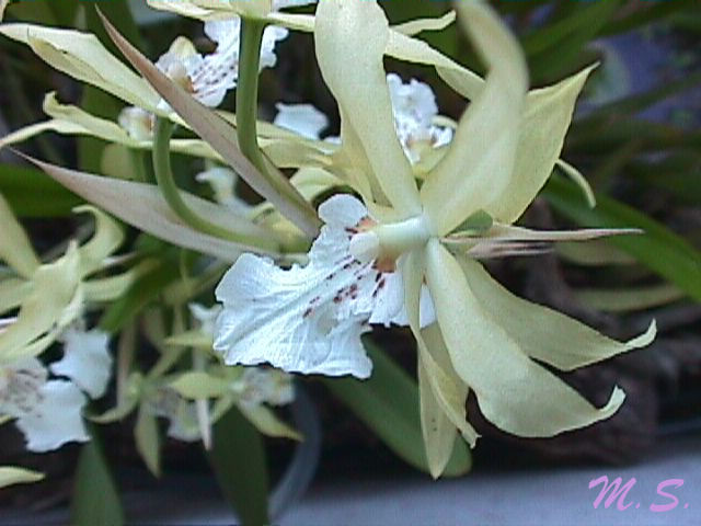 Miltonia flavescens - Wikipedia, la enciclopedia libre