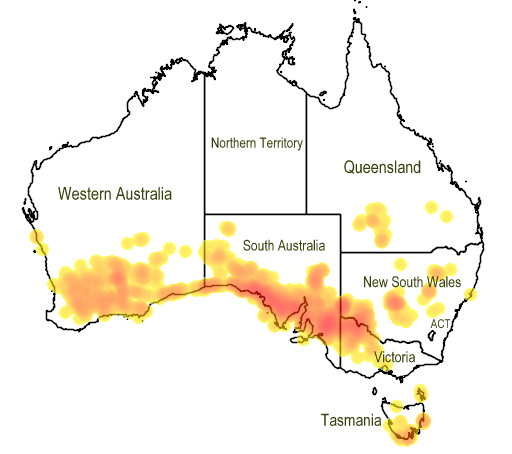 File:Map.Westringia rigida.jpg