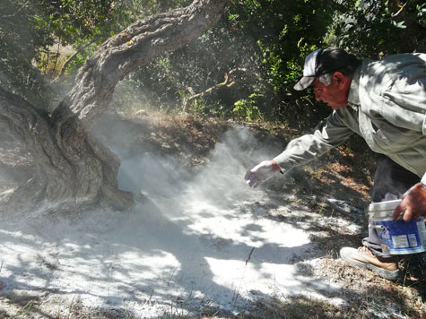 The mysterious healing plant that only grows on Greece's Chios island