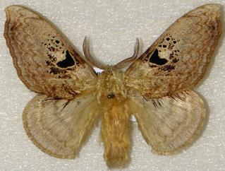 <i>Mirina</i> Genus of moths