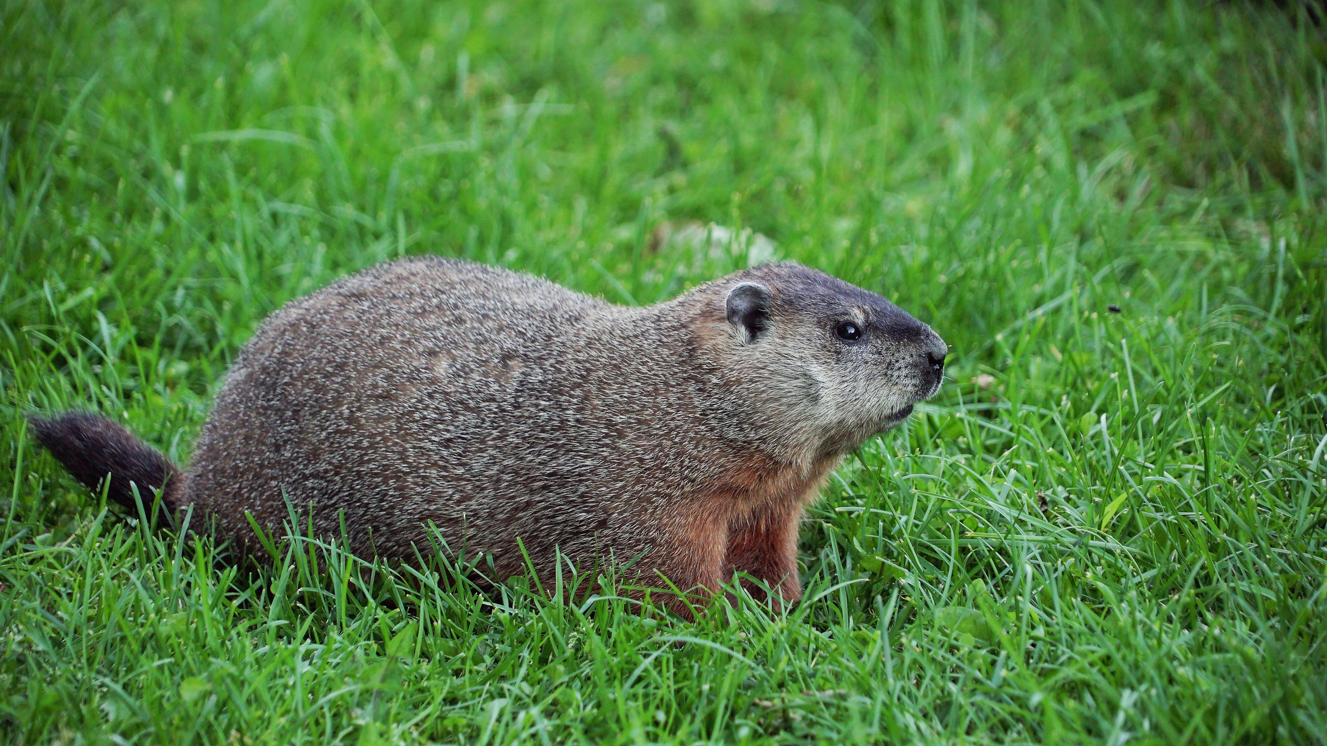 Groundhog перевод.