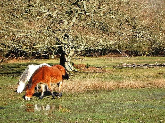 File:New Forest Ponies near Linford Brook - geograph.org.uk - 333168.jpg