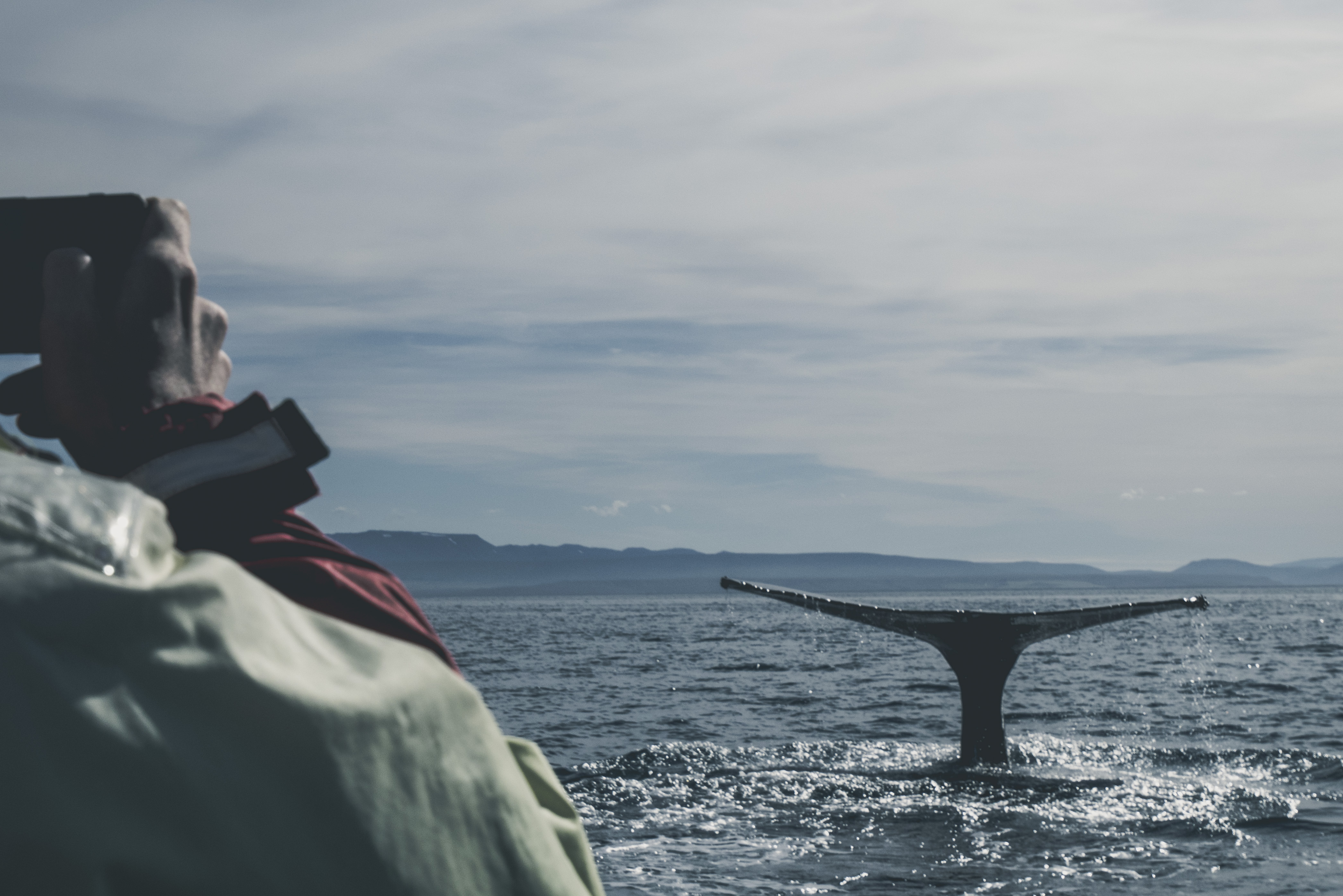 North Sailing - Húsavík Whale Watching, Húsavík, Iceland (Unsplash).jpg