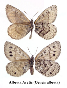 <i>Oeneis alberta</i> Species of butterfly