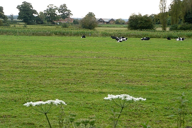 File:Pasture off Common Hill - geograph.org.uk - 987893.jpg