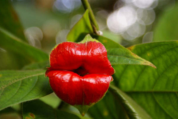 Psychotria elata hooker s lips