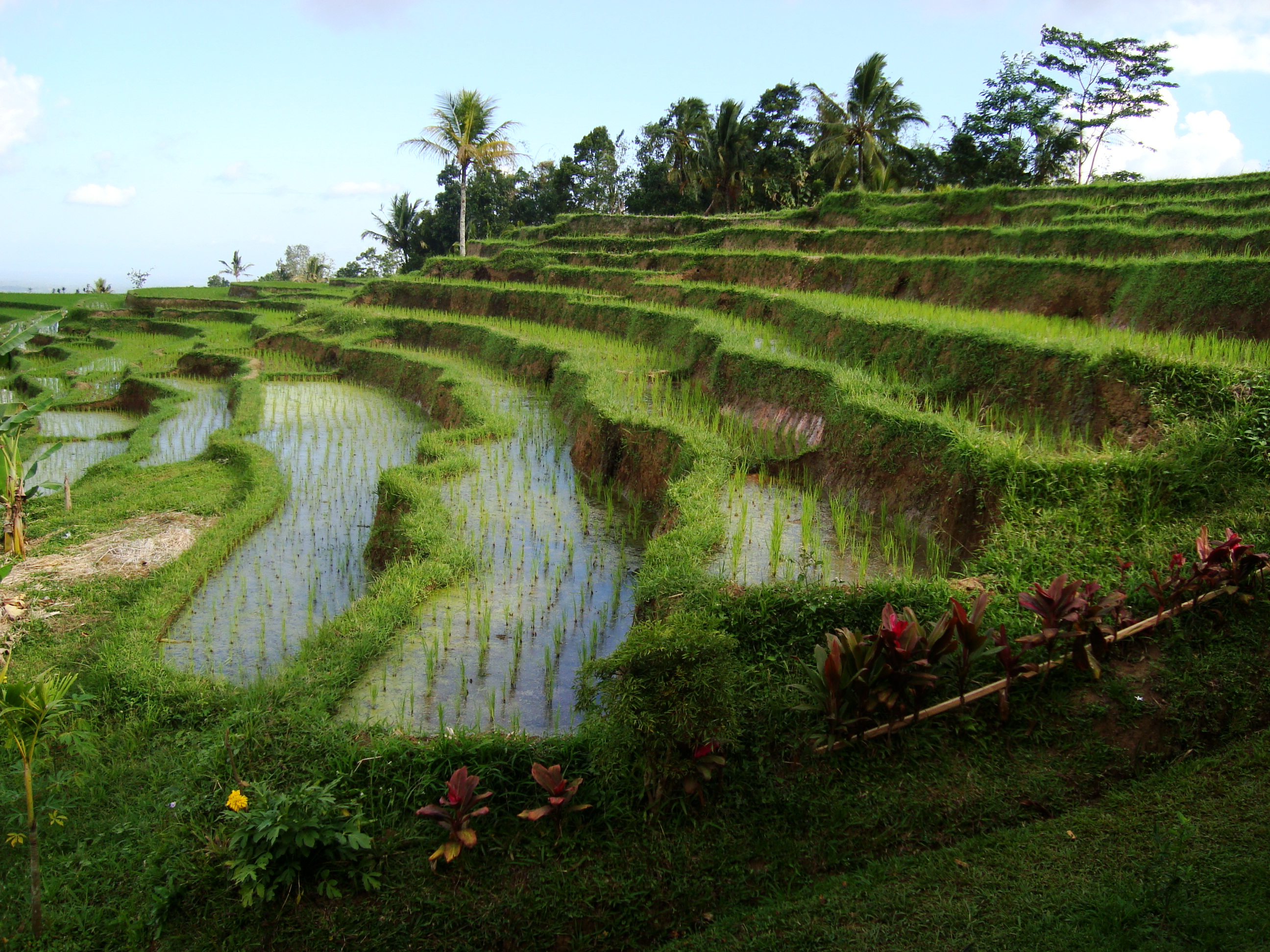 Subak Wikipedia Bahasa Indonesia Ensiklopedia Bebas