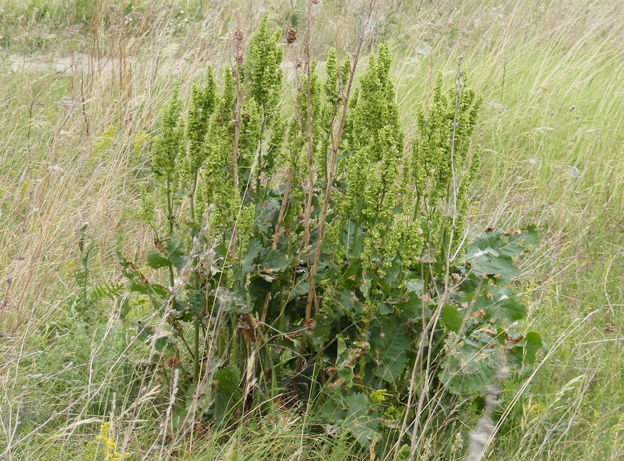 Лошадиная трава. Щавель конский (Rumex confertus). Конский щавель (Rumex crispus). Конский щавель авелук. Щавель конский Фармакогнозия.