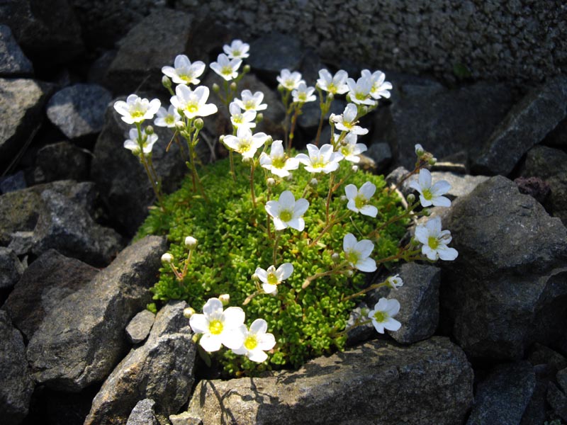 File:Saxifraga cebennensis 4.JPG