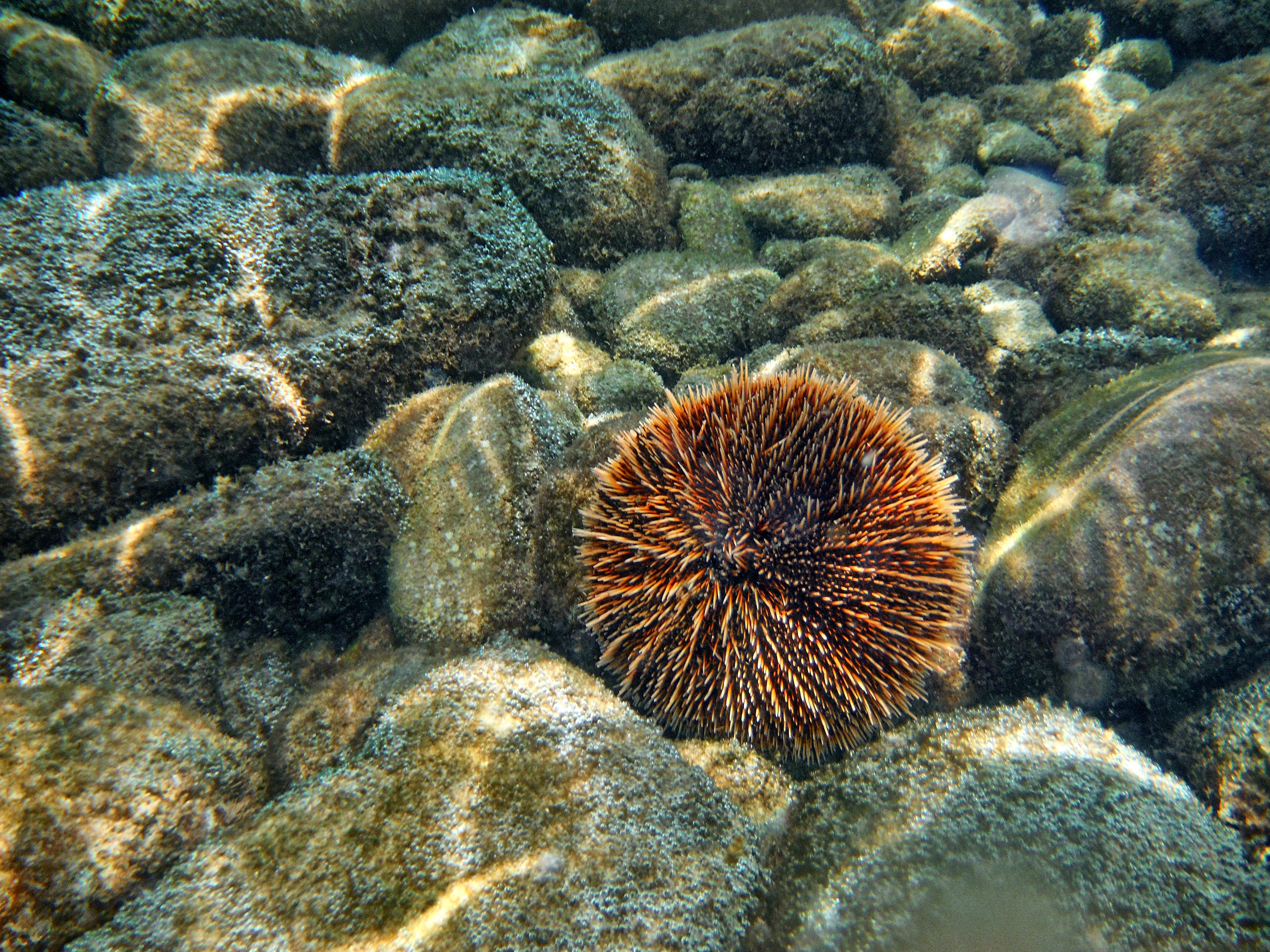 Фото морского ежа. Морской еж Охотское море. Морской еж Дальневосточный. Морской еж Камчатка. Многоиглый морской еж.