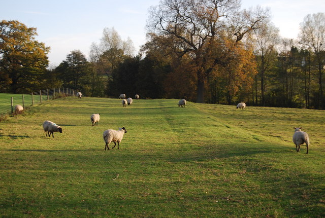 File:Sheep grazing on the path south of Fairlawne House - geograph.org.uk - 1574847.jpg