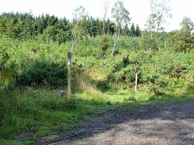 St Cuthbert's Way in Shiellow Wood - geograph.org.uk - 2017512