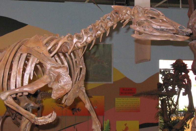 File:Thescelosaurus skeleton.jpg