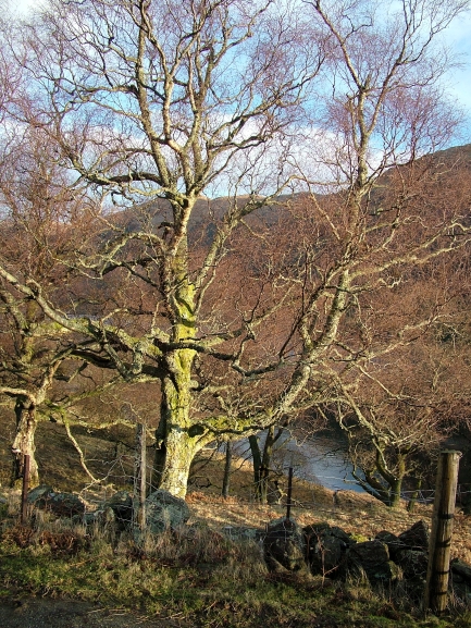 File:Tree above Loch Doine - geograph.org.uk - 346881.jpg