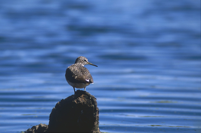 File:Tringa ochropus 2 (Marek Szczepanek).jpg