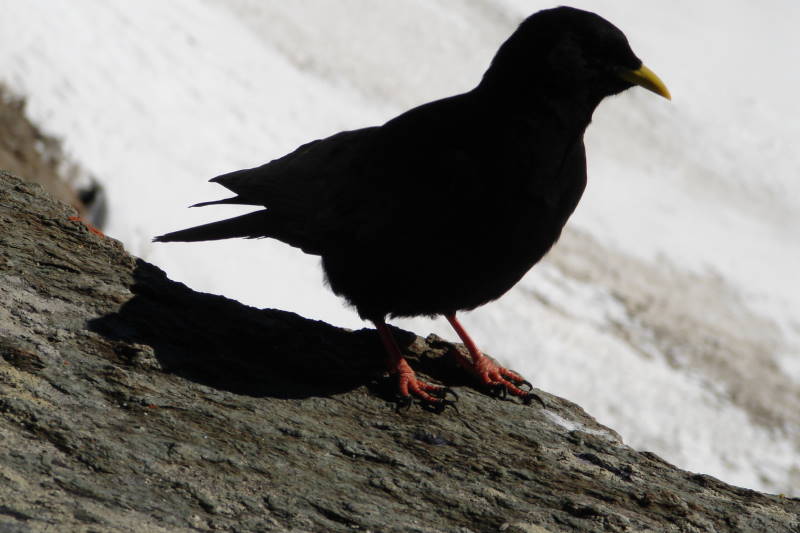 File:Turdus merula DT -CH Jungfrau- (2) (20931261105).jpg