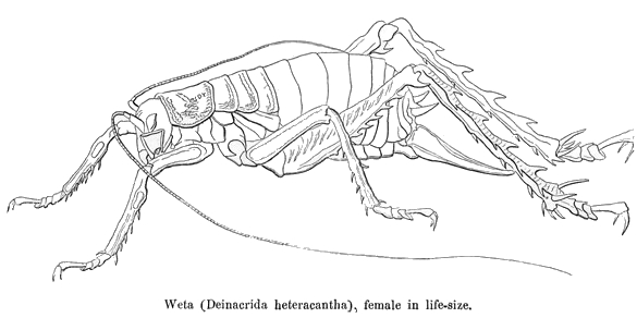 File:WetaHochstetter.JPG