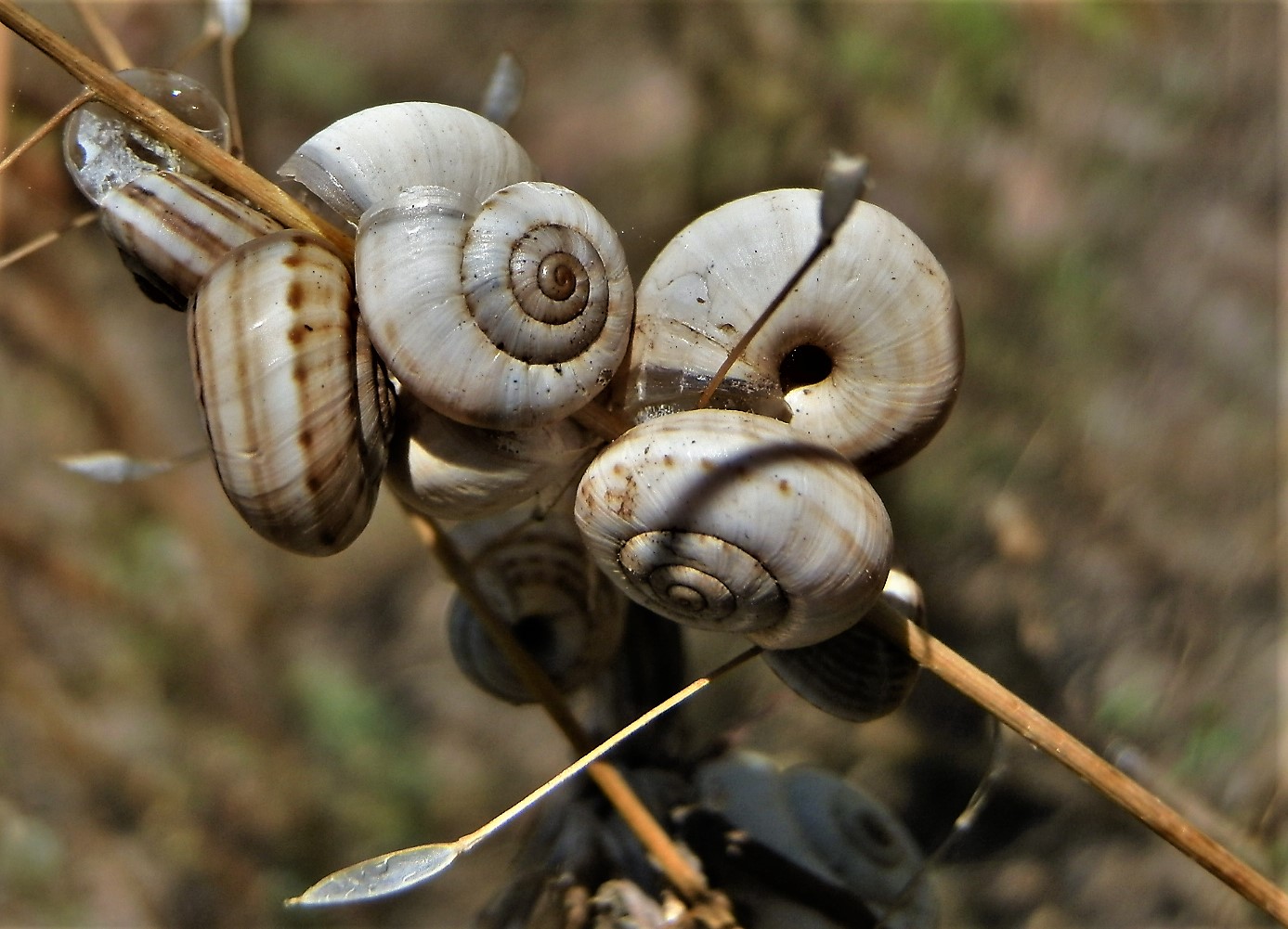 File White Garden Snails Theba Pisana On Plants 1 Jpg Wikimedia Commons