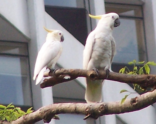 File:Yellow-crested Cockatoo.jpg