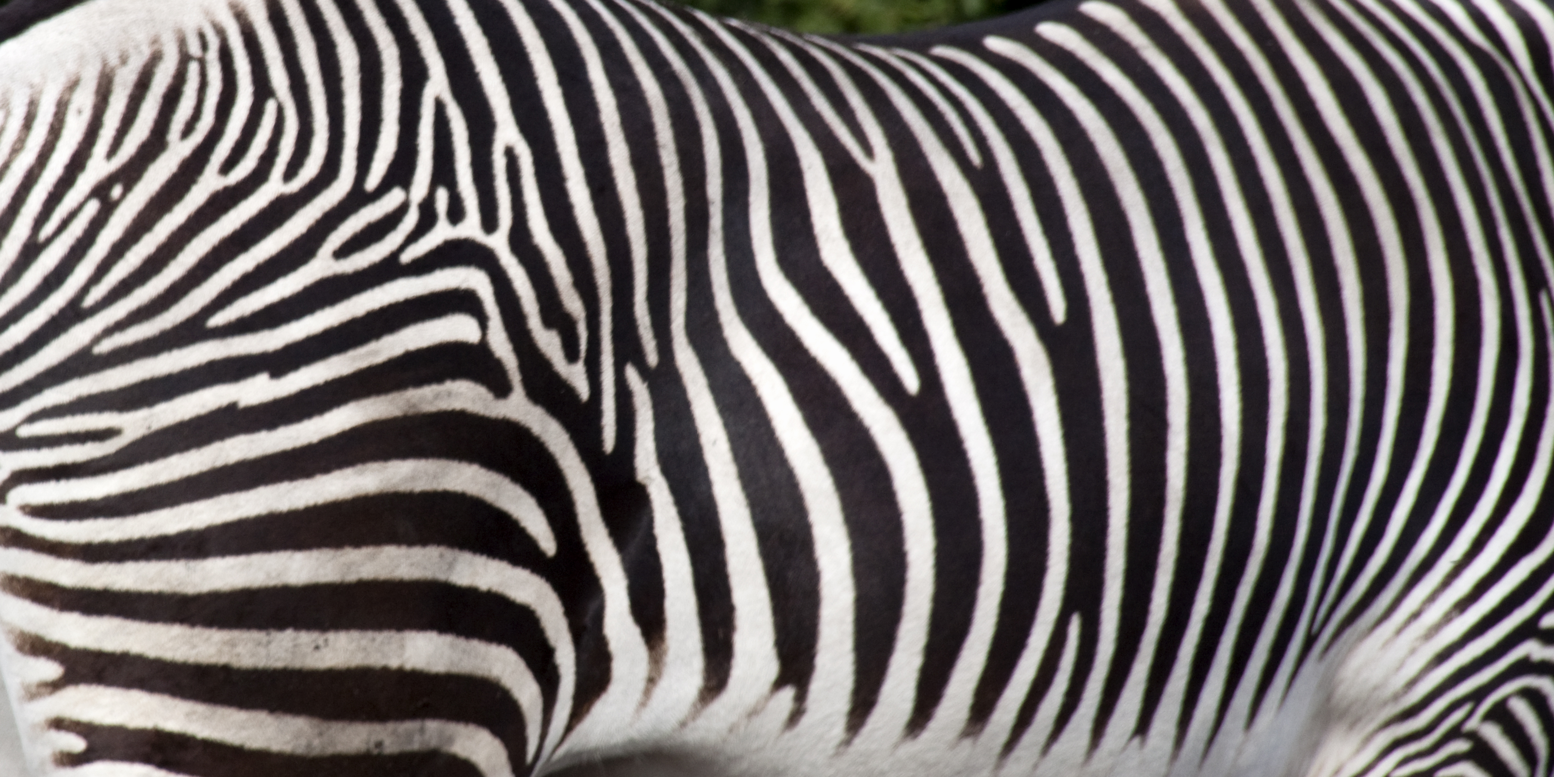 file-zebra-stripes-5018224290-jpg