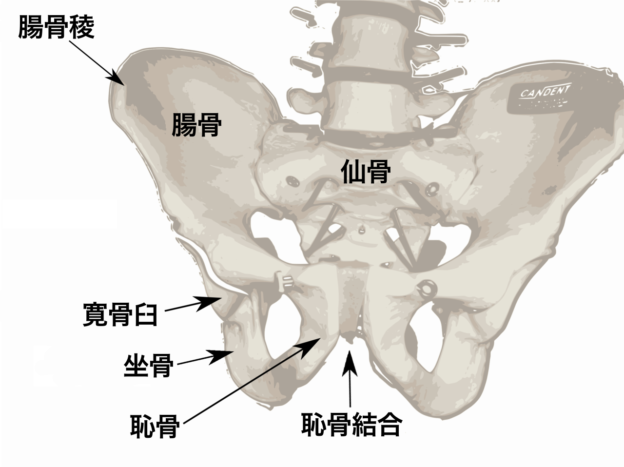 腸骨 Wikipedia