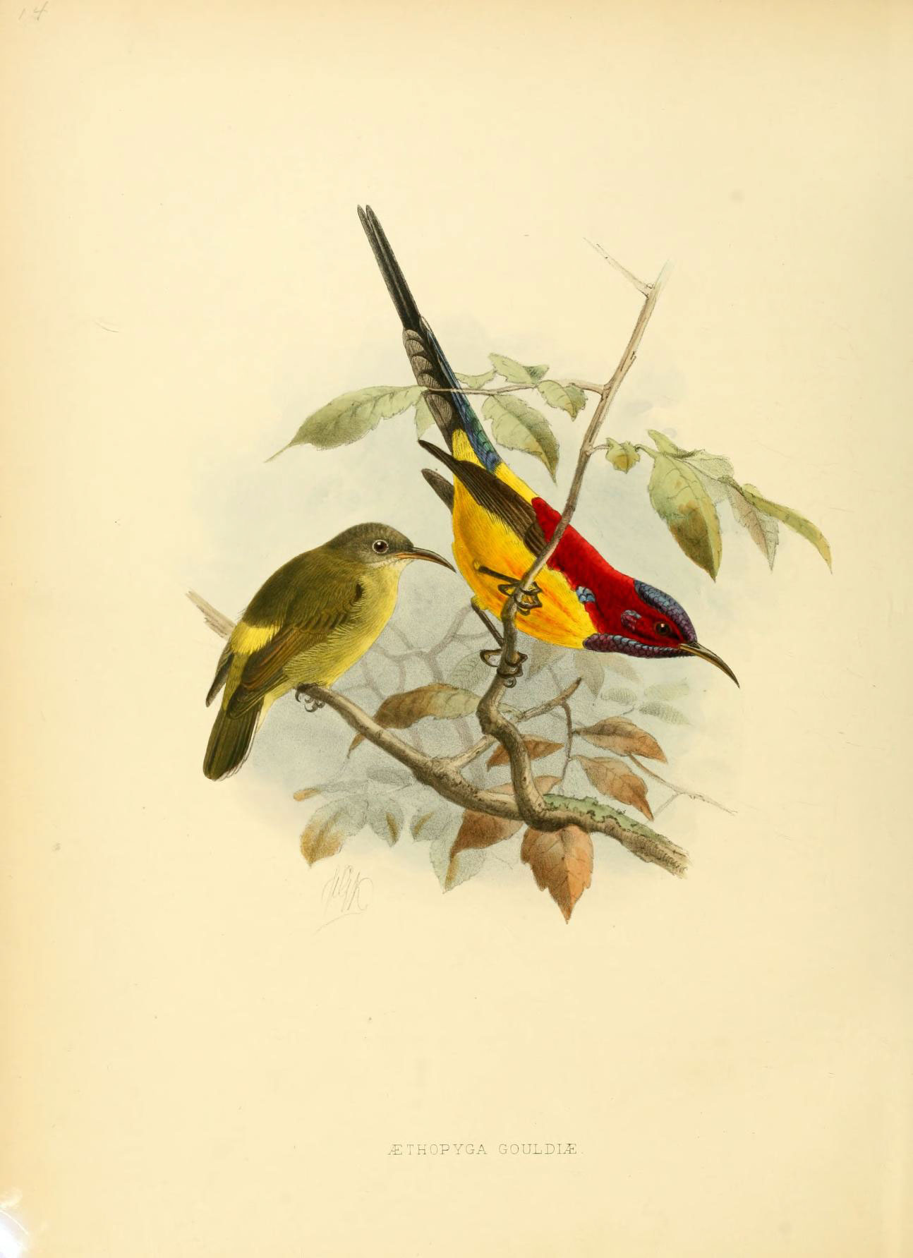 Постер птицы. Aethopyga gouldiae. Гравюра птицы. Птица иллюстрация.