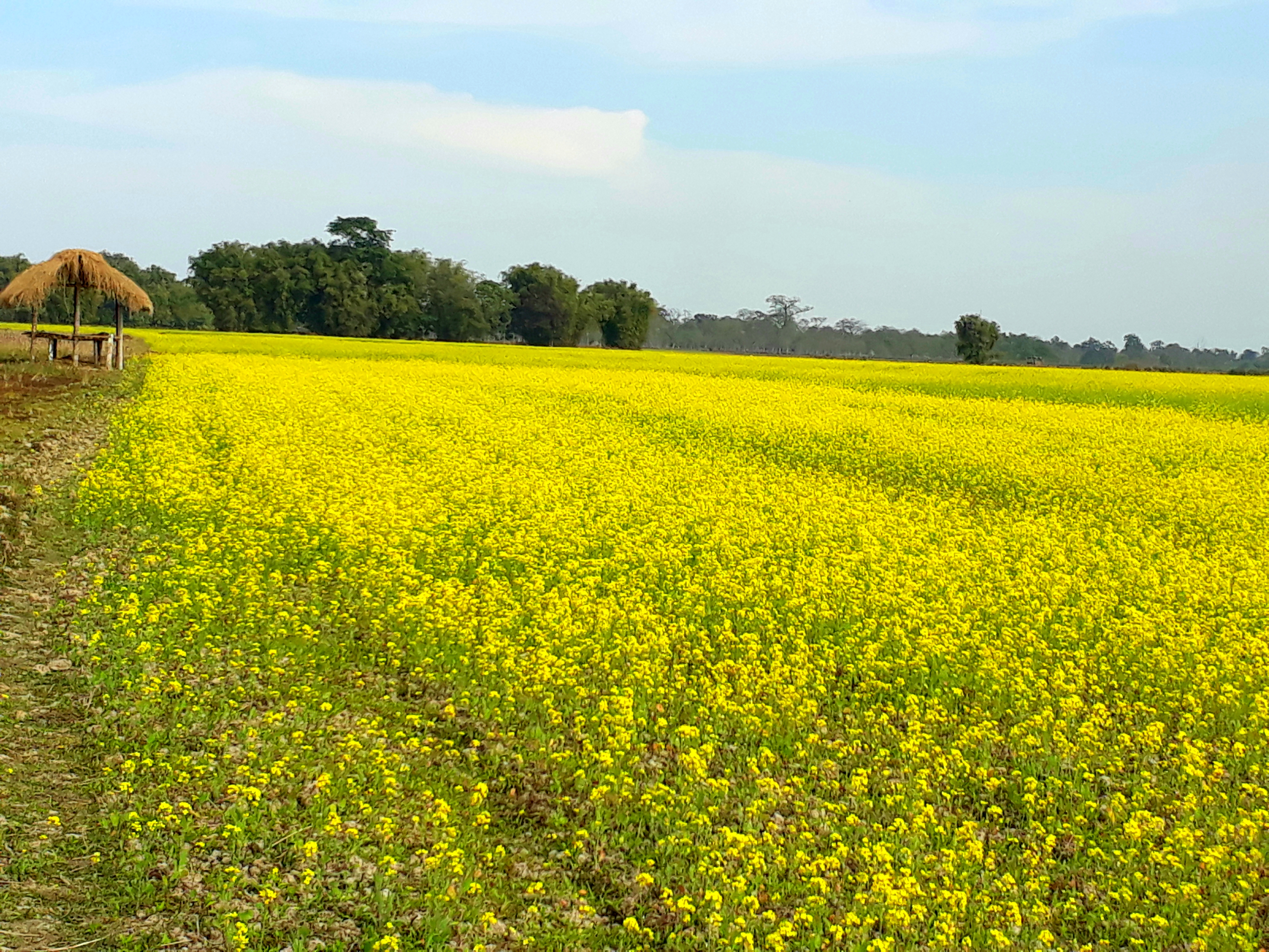 Category field. Mustard field old Oak. "Mustard-field-old-Oak-Wall-inkbluesky".