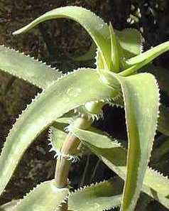 File:Aloe ciliaris kirstenbosch 5.jpg