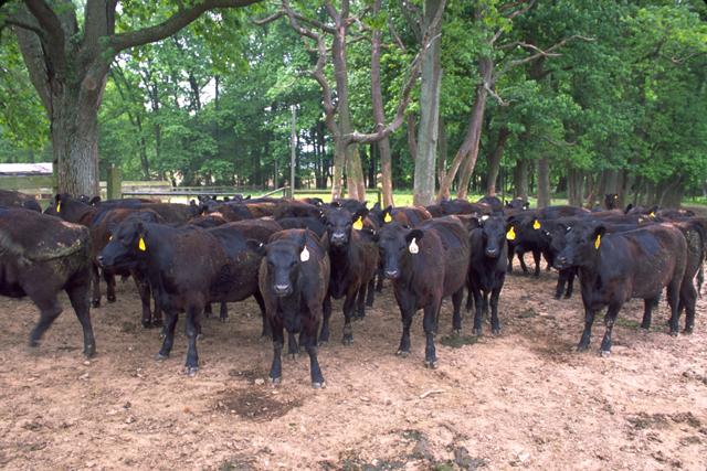 File:Angus cattle 11.jpg