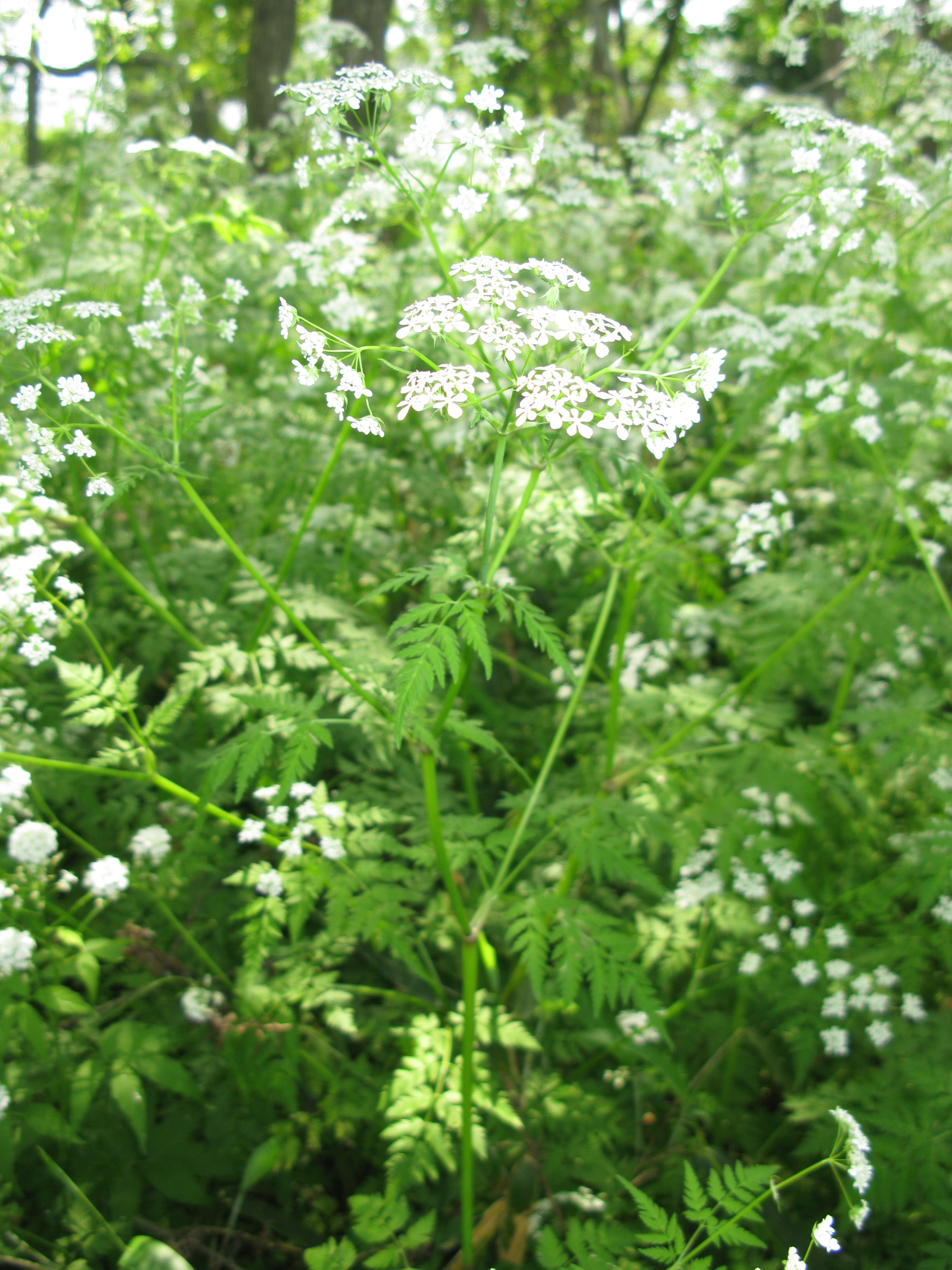 シャク 植物 Wikipedia