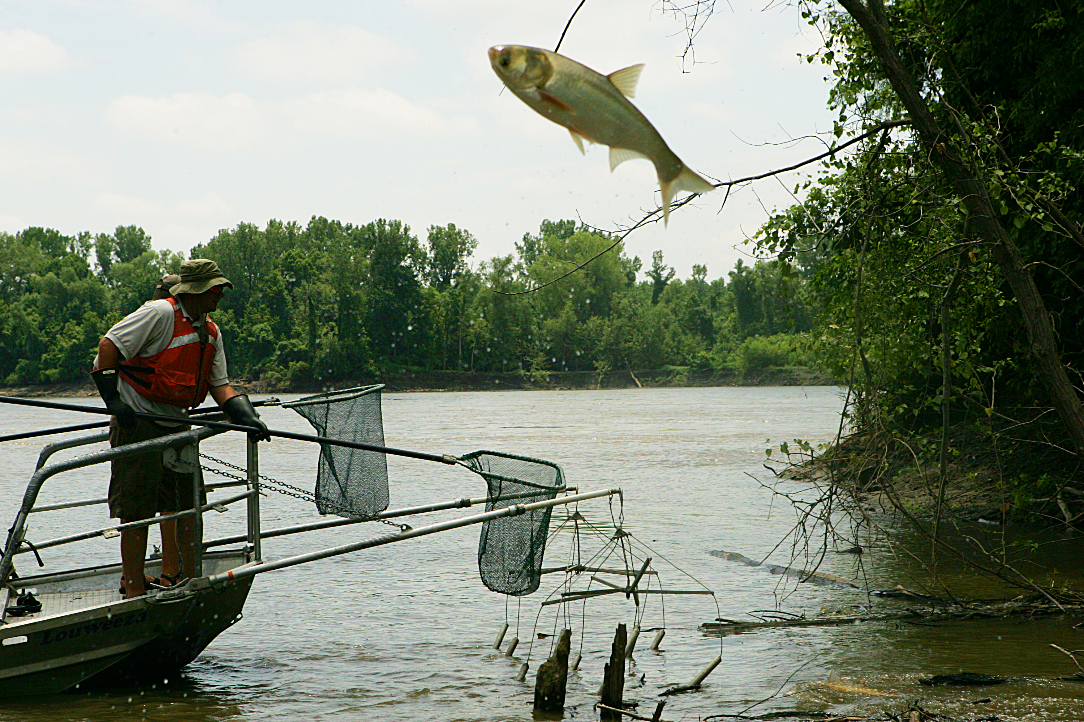 Asian Carp, U.S. Fish and Wildlife Service Headquarters, Public domain, via Wikimedia Commons