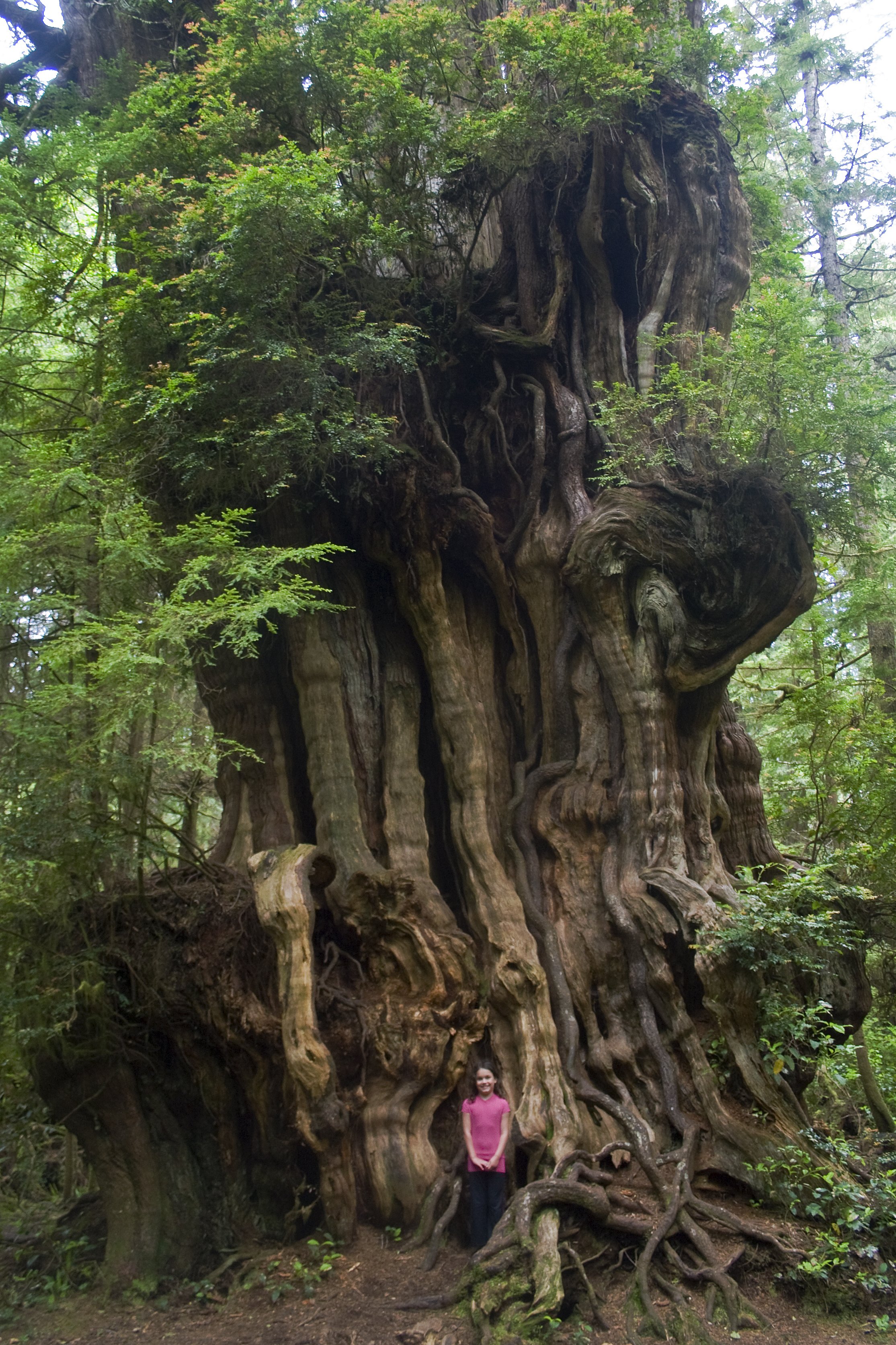 Кедр канадский фото дерево