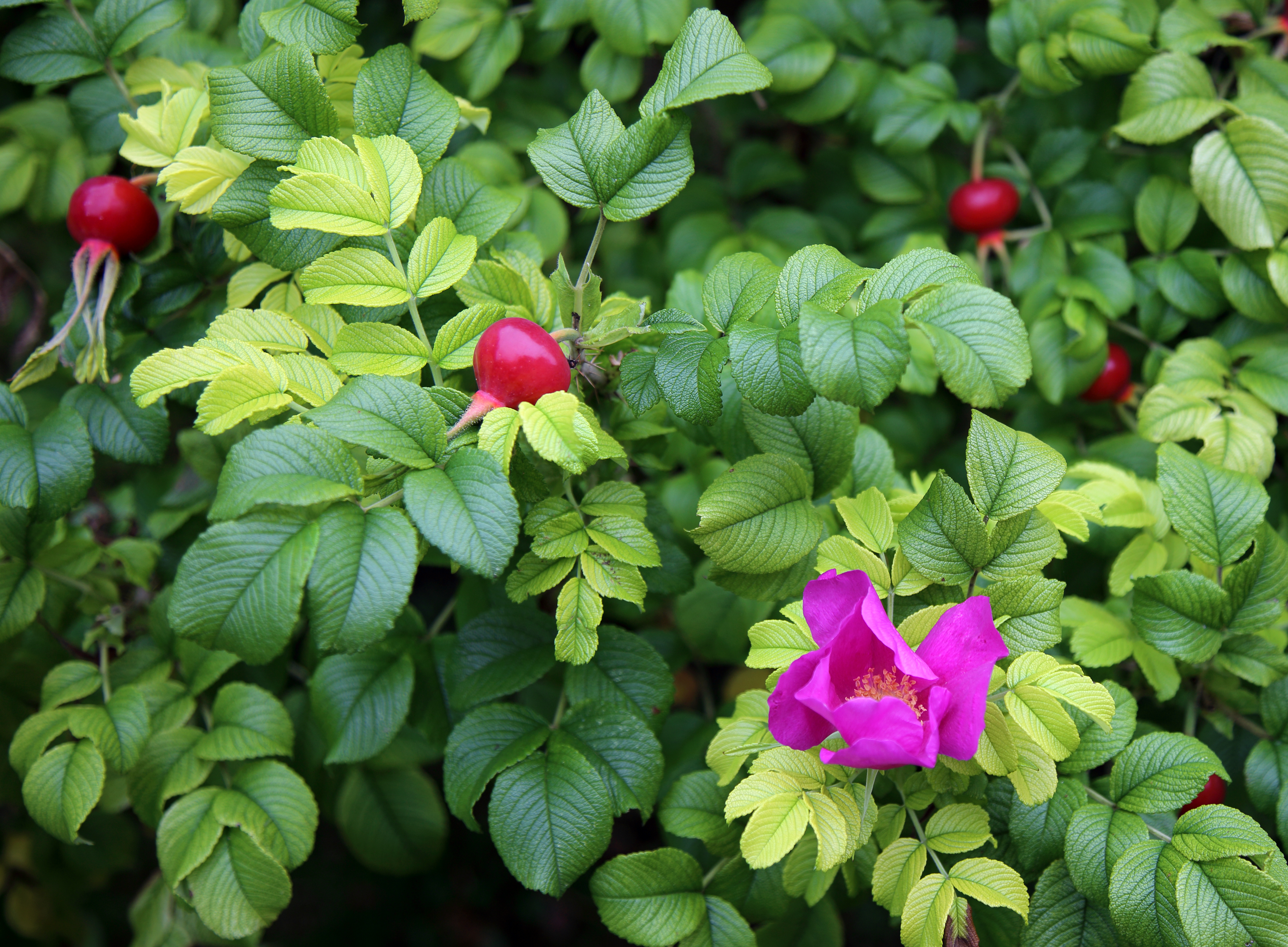 Шиповник морщинистый. Шиповник морщинистый Rosa rugosa. Шиповник роза ругоза. Роза ругоза rubra (Рубра). Роза морщинистая Рубра плоды.