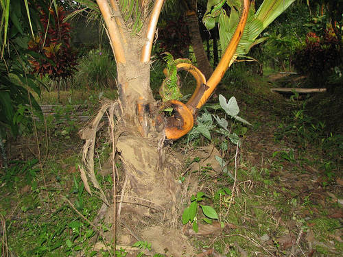 File:Branched coconut trunk (1103900397).jpg