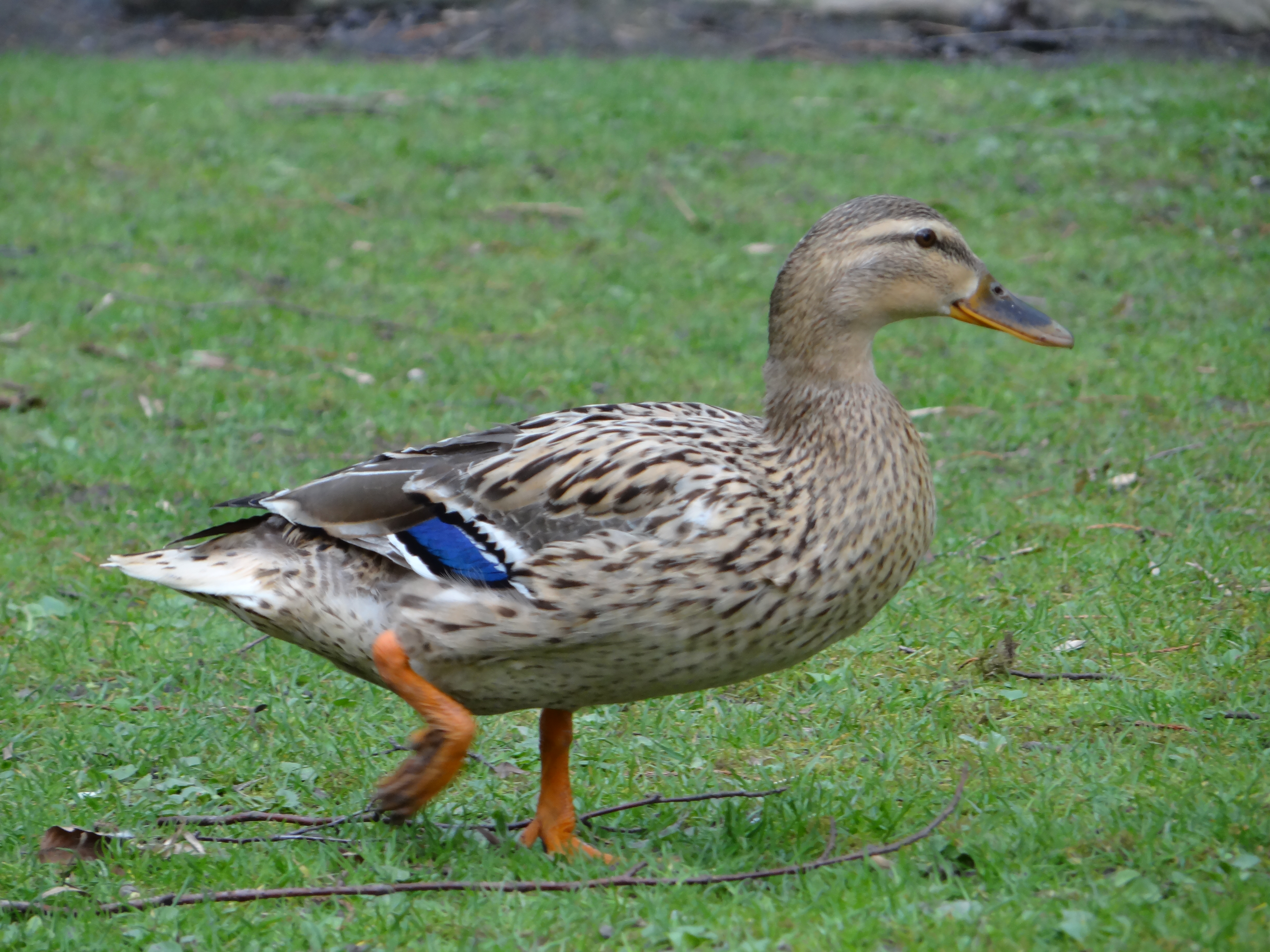 Canard colvert • Mullard • Anas platyrhynchos • Canards de Surface