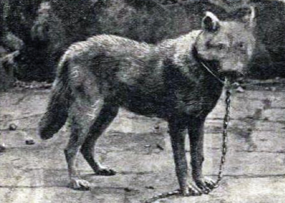 Animals That Went Extinct In The Last 100 Years