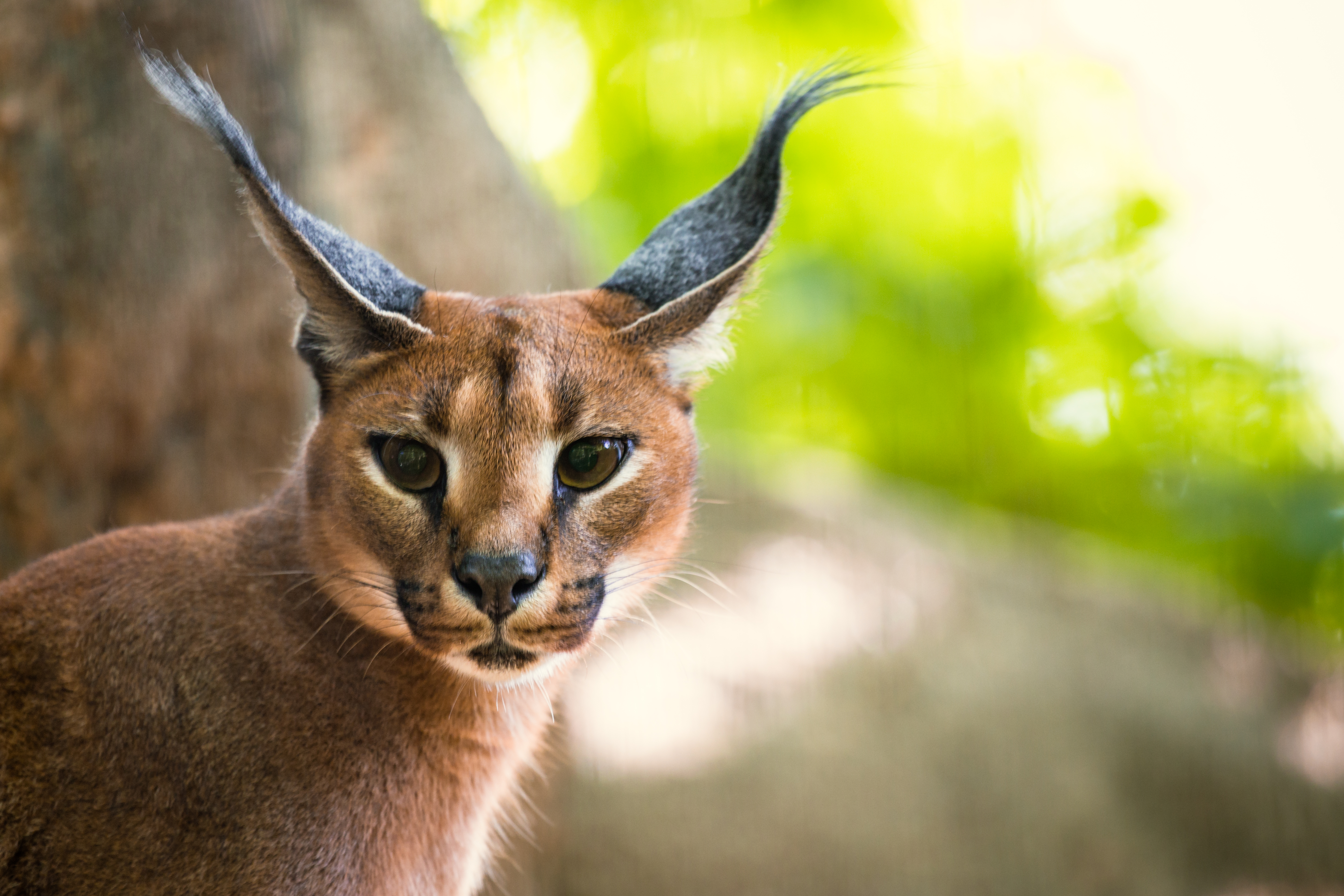 Caracal - Wikipedia