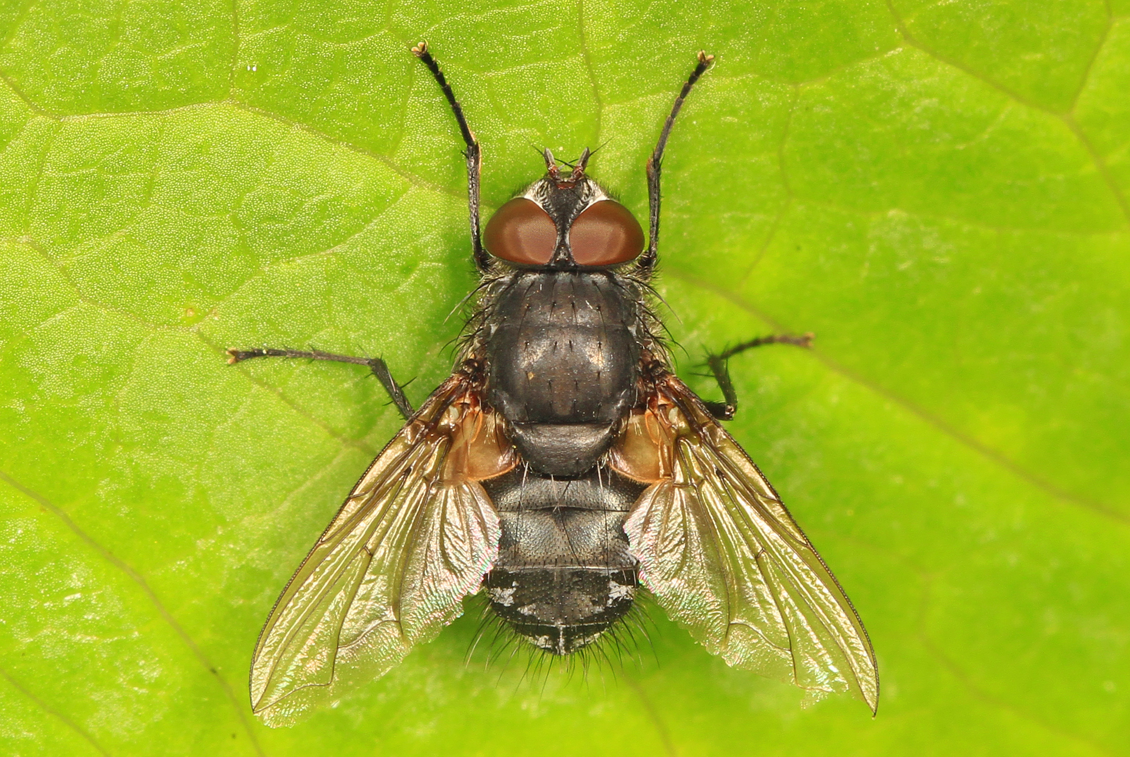 He flies. Кластерные мухи. Мух р. Pollenia. Cluster Fly.