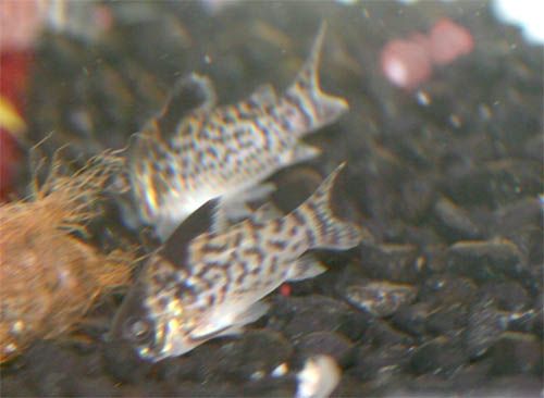 File:Corydoras leucomelas.jpg