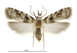 <i>Coscinoptycha improbana</i> Species of moth