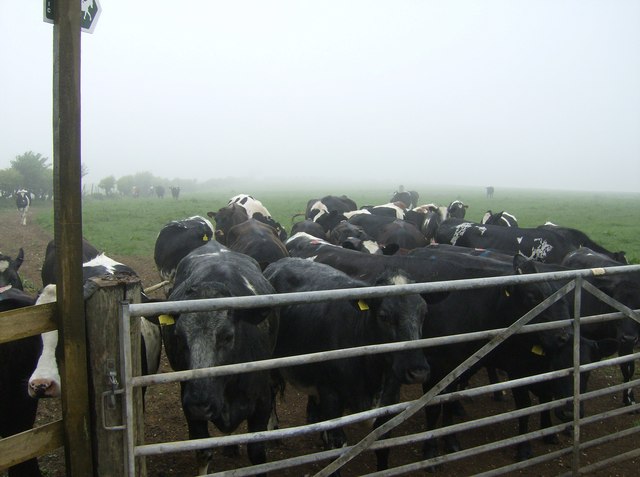 File:Cows at Kingston Russell stone circle - geograph.org.uk - 437963.jpg