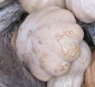 File:Cucurbita moschata Mexican landrace "Xmejen kuum" mature fruit (Plato kuum).jpg