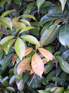 <i>Elaeocarpus eumundi</i> Species of flowering plant in the family Elaeocarpaceae