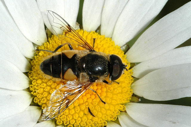 File:Eristalis.lineata.-.lindsey.jpg