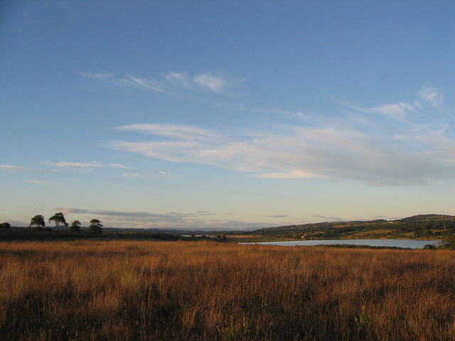 File:Evening Grasses - geograph.org.uk - 539943.jpg