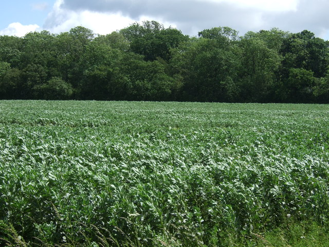 File:Farmland towards Brakes Wood - geograph.org.uk - 3020504.jpg