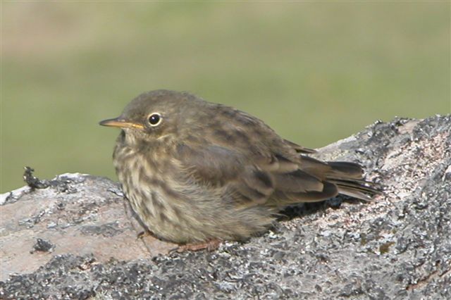 File:Faroe Island.1.bird.jpg