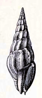 <i>Fenimorea moseri</i> Species of gastropod