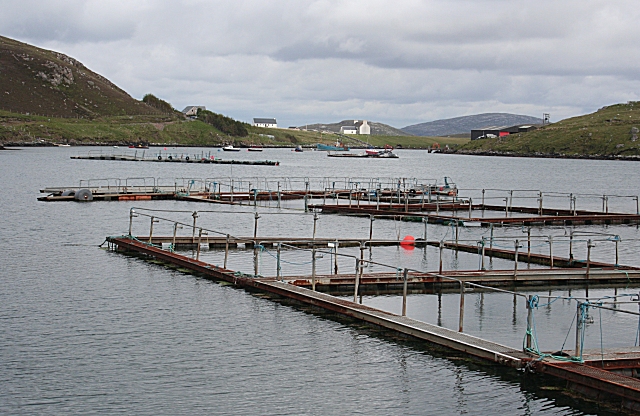 File:Fish Farming at Miabhaig - geograph.org.uk - 1347390.jpg