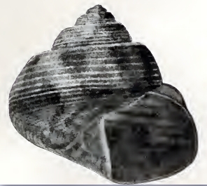 <i>Gibbula hera</i> Species of gastropod